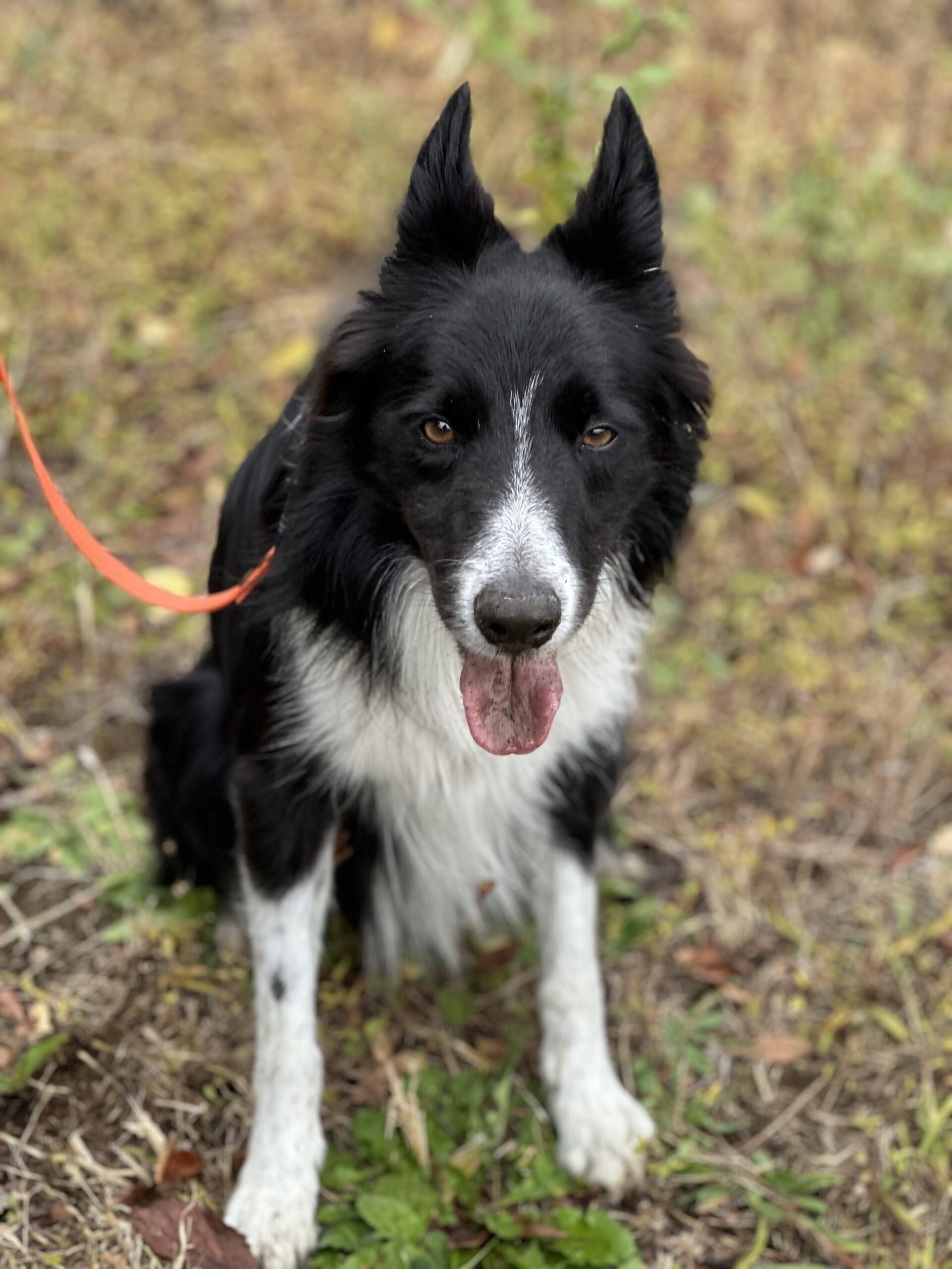 千葉県災害救助犬協会との訓練風景