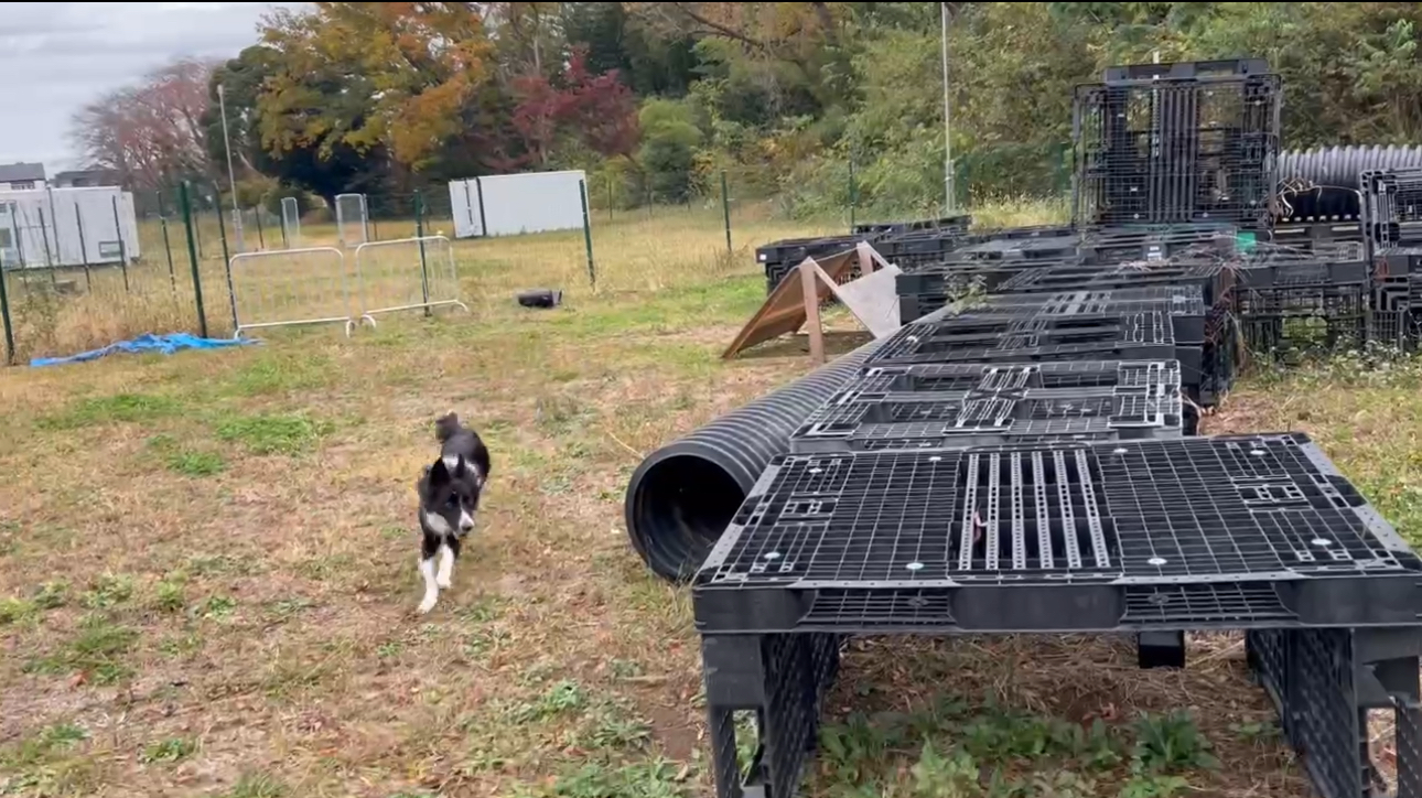 救助犬による要救助者発見の様子